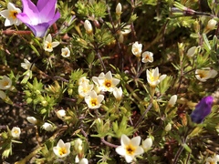 Leptosiphon lemmonii