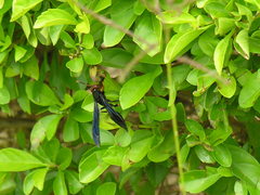 Polistes erythrocephalus