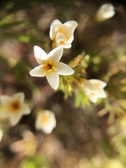 Leptosiphon lemmonii