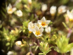 Leptosiphon lemmonii