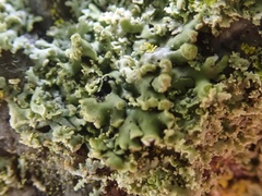 Physcia dubia