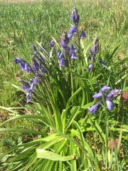 Hyacinthoides non-scripta