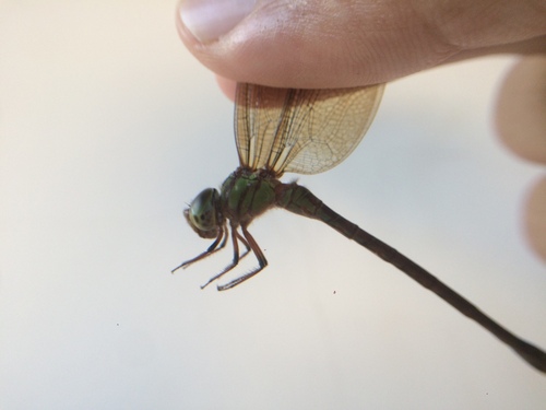 Nymph Duskhawker