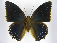 Charaxes tiridates tiridatinus