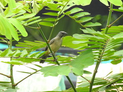 Saltator olivascens