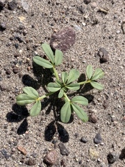 Carsonia sparsifolia