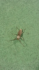 Gnaphalodes trachyderoides