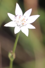 Alepidea peduncularis