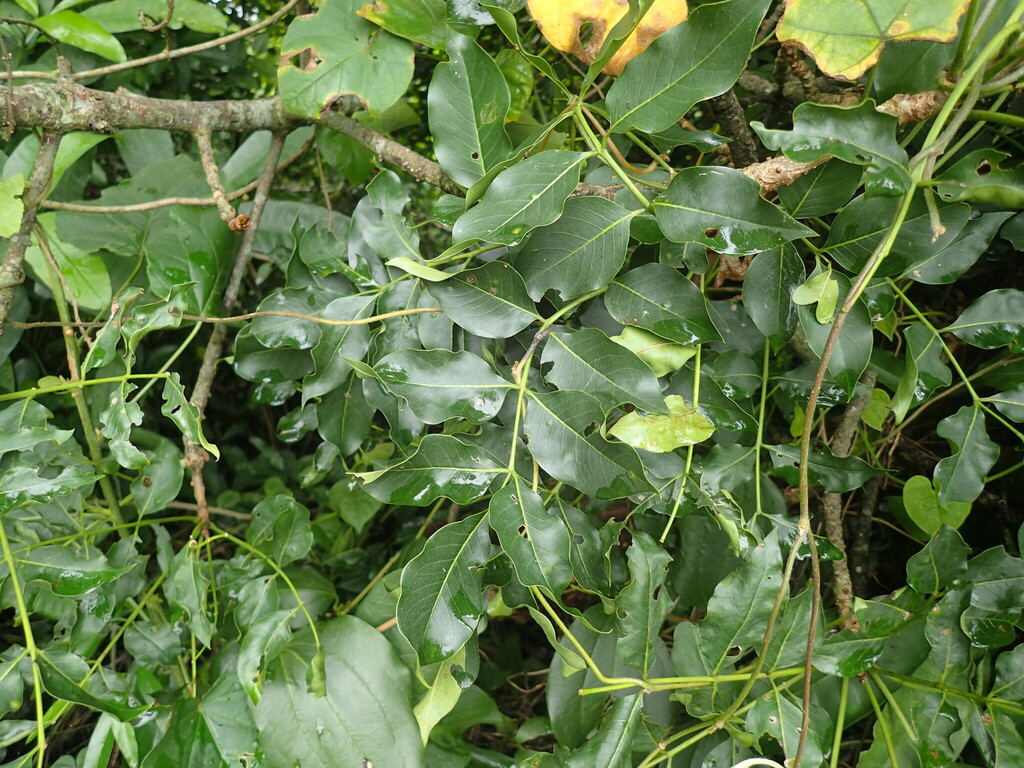 Ekebergia capensis, Greylands, Ethekwini, 4399, South Africa