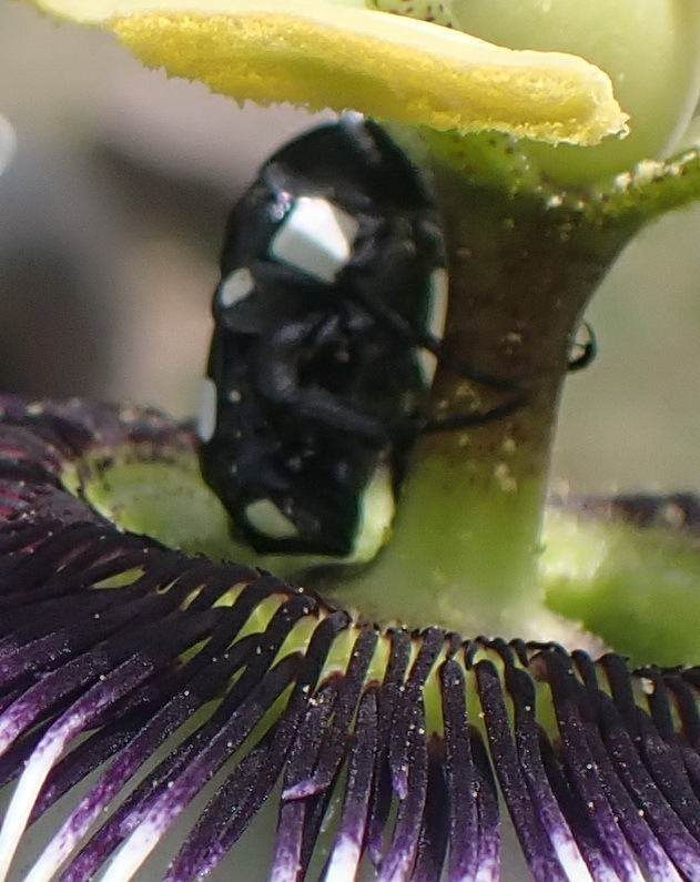 Common White-spotted Fruit Chafer from The Farm, Knysna, South Africa ...