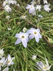 Ipheion