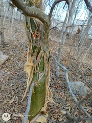 Burseraceae