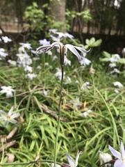 Ipheion