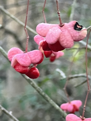 Burningbush (Euonymus atropurpureus)