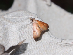 Hemiscopis sanguinea