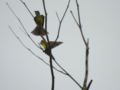 Tyrannus melancholicus