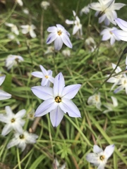 Ipheion