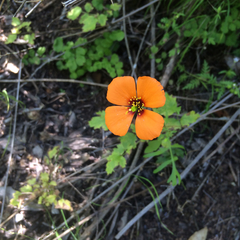 Papaver heterophyllum