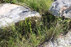 Alepidea peduncularis