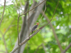 Melanerpes rubricapillus