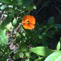 Papaver heterophyllum