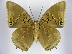 Charaxes tiridates tiridatinus