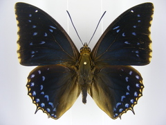Charaxes tiridates tiridatinus