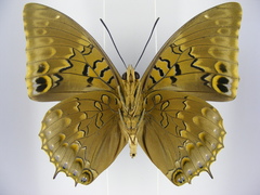 Charaxes tiridates tiridatinus