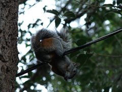 Sciurus aureogaster