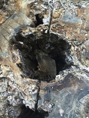 Phytophthora ramorum