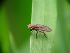 Pherbellia cinerella