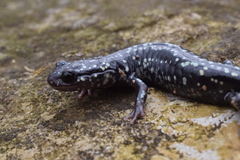 Plethodon kentucki