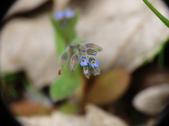 Myosotis ramosissima
