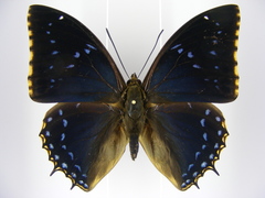Charaxes tiridates tiridatinus
