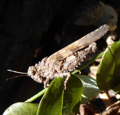 Trilophidia conturbata