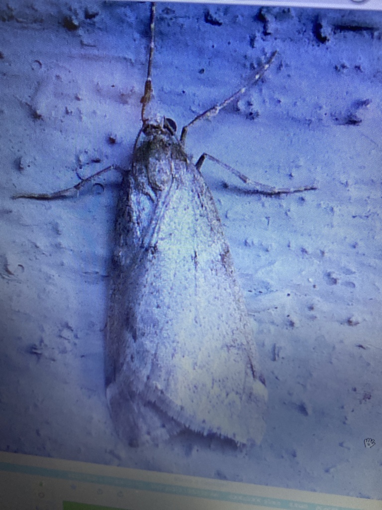 Fall cankerworm moth from village ridge dr hartfield va us on
