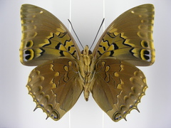 Charaxes tiridates tiridatinus