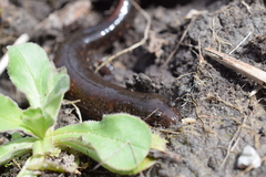 Desmognathus valtos