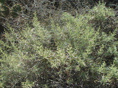 Artemisia nesiotica