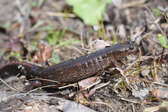 Desmognathus valtos