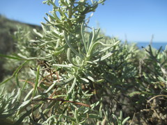 Artemisia nesiotica