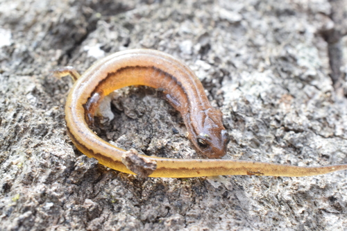 Chamberlain's Dwarf Salamander