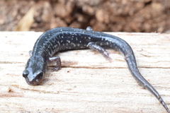 Plethodon chlorobryonis