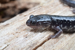 Plethodon chlorobryonis