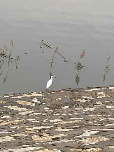 Little Egret