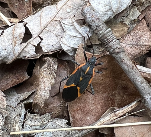 Photo of Eastern Boxelder Bug (Boisea trivittata)