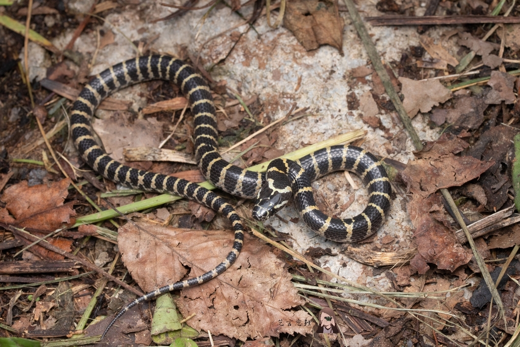 Big-Tooth Snake