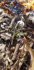 Galanthus nivalis