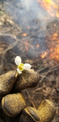 Galanthus nivalis