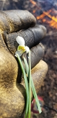 Galanthus nivalis